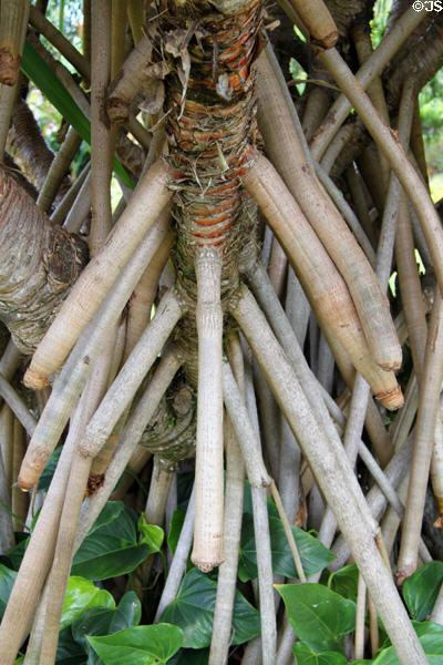 Supporting roots of Hala plant (<i>Pandanus tectorius</i>) in gardens of Dole Plantation. HI.