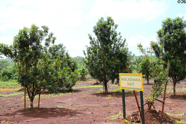 Macadamia nut trees at Dole Plantation. HI.