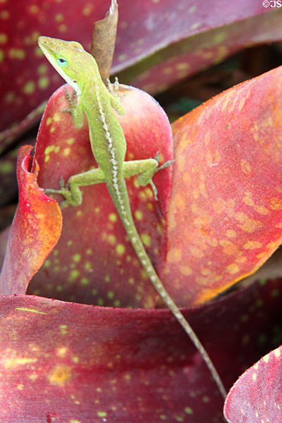 Green Anole Lizard (<i>Anolis carolinensis</i>) at Dole Plantation. HI.