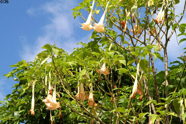 White Angel's Trumpet flower (<i>Brugmansia candida</i>). Haleiwa, HI.