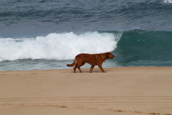 Dog with Banzai Pipeline waves. HI.