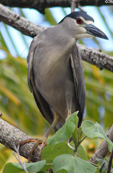 Black-crowned Night-Heron (<i>Nycticorax nycticorax</i>) in Hawaii. HI.