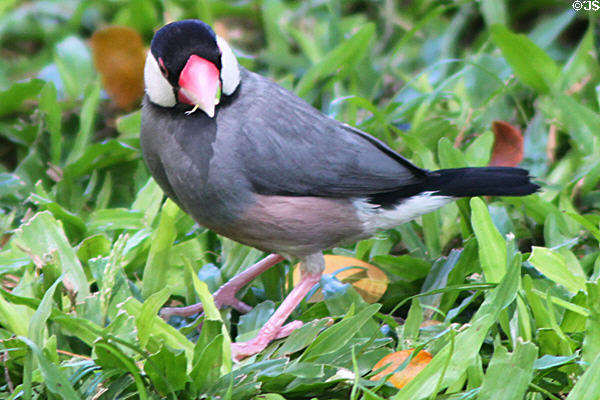 Java Sparrow (aka Java Finch) (<i>Padda oryzivora</i>) in Hawaii. HI.