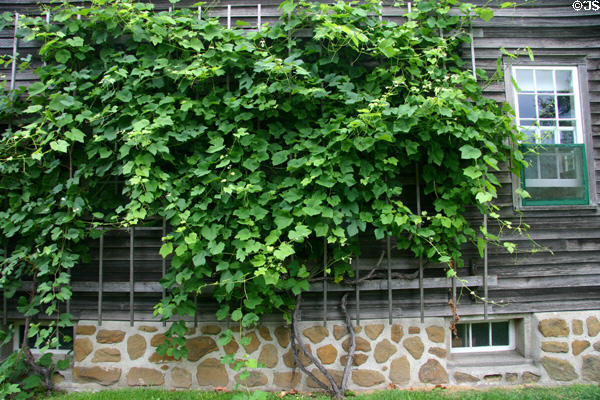 Typical Amana grape trellis attached to side of building. High Amana, IA.