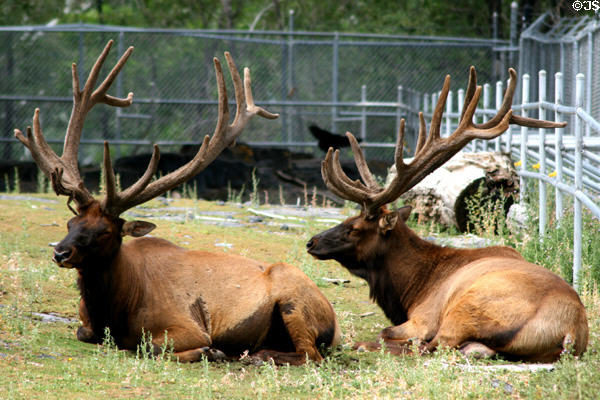 Elk at Fort Hall compound. Pocatello, ID.