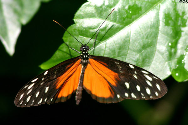 Butterfly in butterfly house at White River Gardens. Indianapolis, IN.