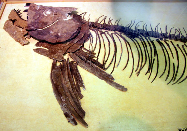Xiphactinus audax fish fossils (85 mya) at Museum of World Treasures. Wichita, KS.
