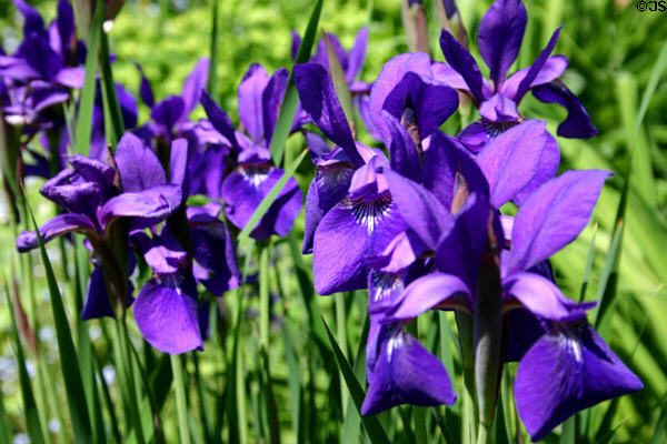 Irises in extensive gardens of Farmington. Louisville, KY.