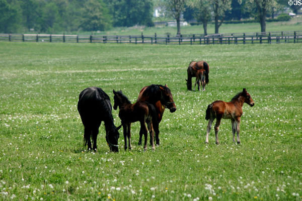 Mares & foals in Bluegrass country. Lexington, KY.