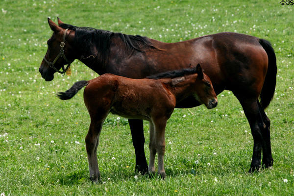 Mare & foal in Bluegrass country. Lexington, KY.