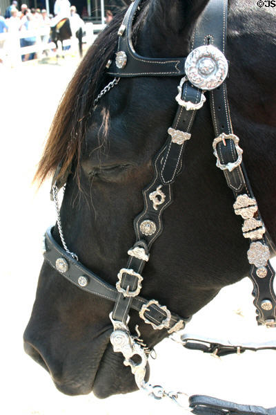 Face of dark Andalusian horse at Kentucky Horse Park. Lexington, KY.