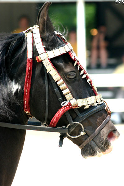 Face of Marwari a war horse of India at Kentucky Horse Park. Lexington, KY.