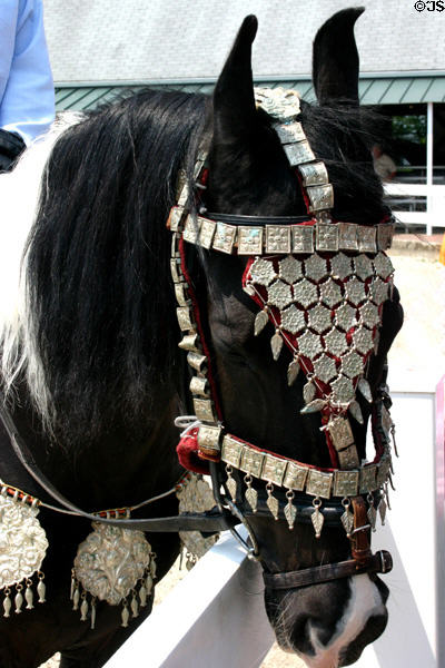 Face of Indian Marwari horse with silver headdress at Kentucky Horse Park. Lexington, KY.