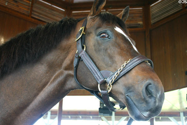 Cigar, a thourghbred who won $10 million over 16 major wins lives in retirement at Kentucky Horse Park. Lexington, KY.