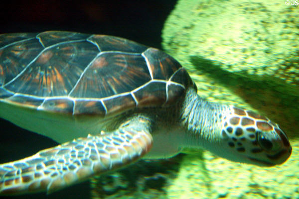 Green sea turtle (<i>Chelonia mydas</i>) at Aquarium of the Americas. New Orleans, LA.