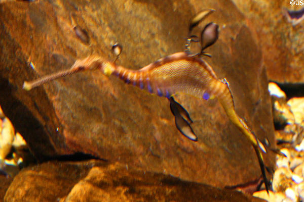 Weedy Seadragon (<i>Phyllopteryx taenfolatus</i>) at Aquarium of the Americas. New Orleans, LA.