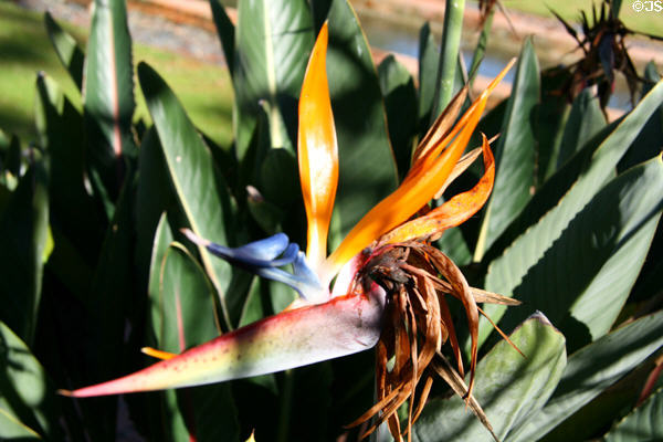 Bird of Paradise flower in Longue Vue Gardens. New Orleans, LA.