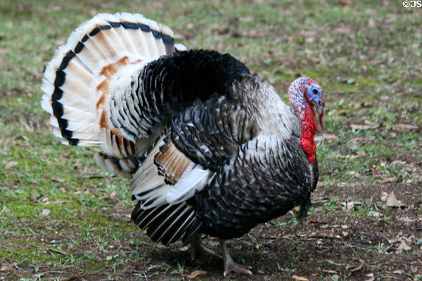 Turkey at Oakley Plantation of Audubon Historic Site. St. Francisville, LA.