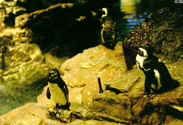 African Penguins (<i>Speniscus demersus</i>), native to South Africa, in New England Aquarium. Boston, MA.