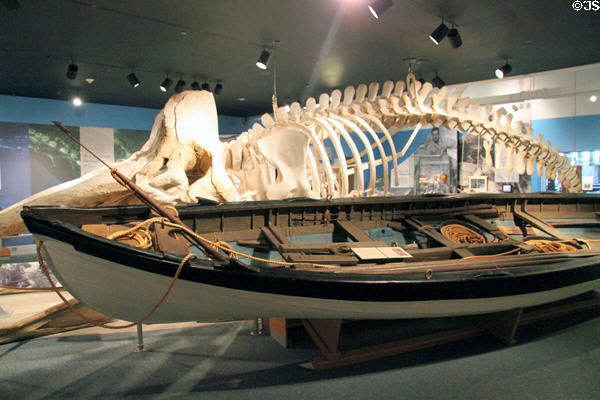 Whaleboat (c1825) beside whale skeleton it hunted at New Bedford Whaling Museum. New Bedford, MA.