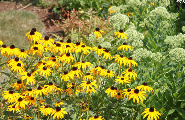 Daisies in garden of Mayflower Society House. Plymouth, MA.
