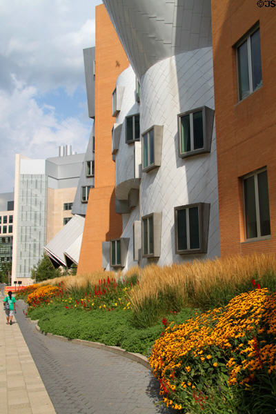 Flower garden along base of Gehry building at MIT. Cambridge, MA.