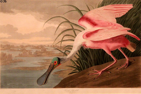Roseate Spoonbill painting by John James Audubon at Museum of Fine Arts. Boston, MA.