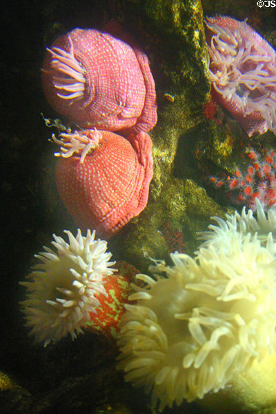 Anemones at National Aquarium. Baltimore, MD.