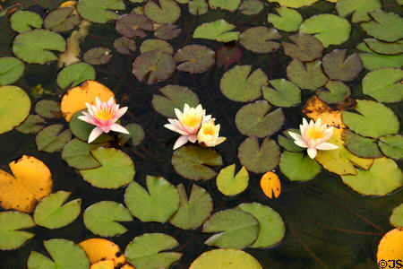 Water lilies in Meijer Garden. Grand Rapids, MI.