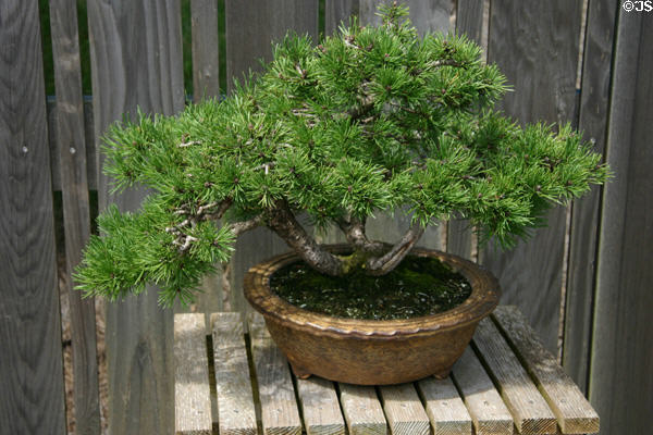 Pine bonsai at Hidden Lake Gardens. MI.