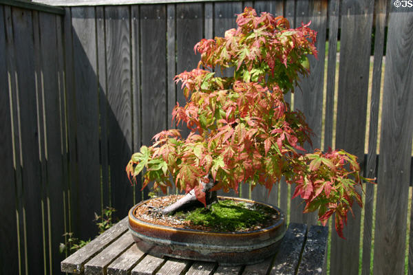 Maple bonsai at Hidden Lake Gardens. MI.