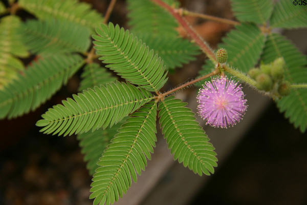 Sensitive plant (<i>Mimosa pudica</i>) at Hidden Lake Gardens. MI.