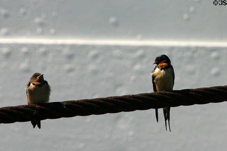 Barn Swallows. Saugatuck, MI.