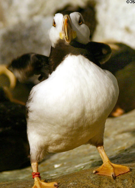 Puffin at St. Louis Zoo. St Louis, MO.