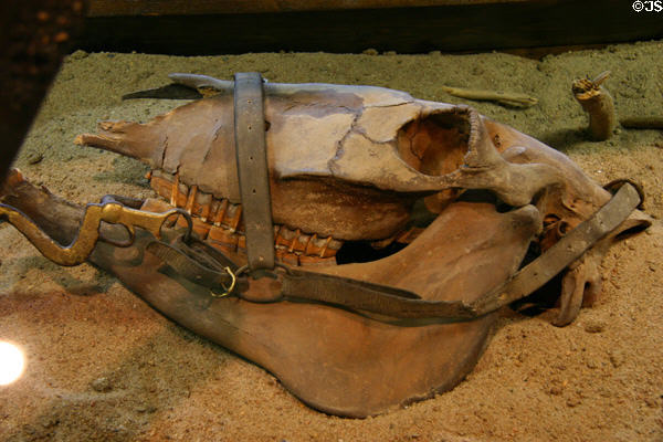 Skull of mule drowned on sinking at Steamboat Arabia Museum. Kansas City, MO.