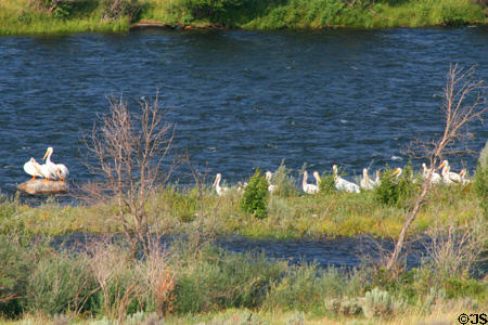 White Pelicans (<i> Pelecanus erythrorhynchos</i>) on Bear Creek. MT.