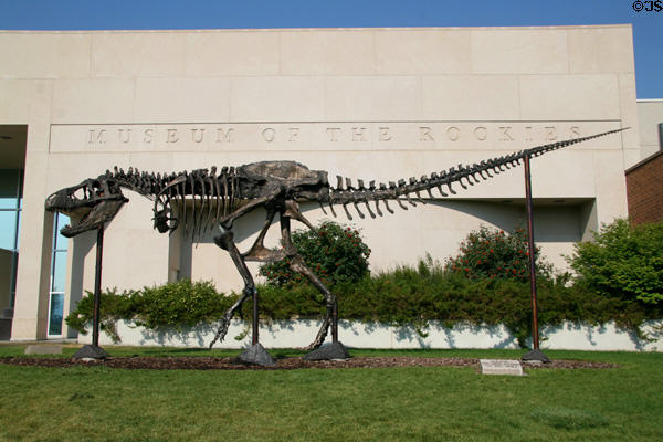 Bronze cast of T-Rex skeleton at Museum of the Rockies. Bozeman, MT.