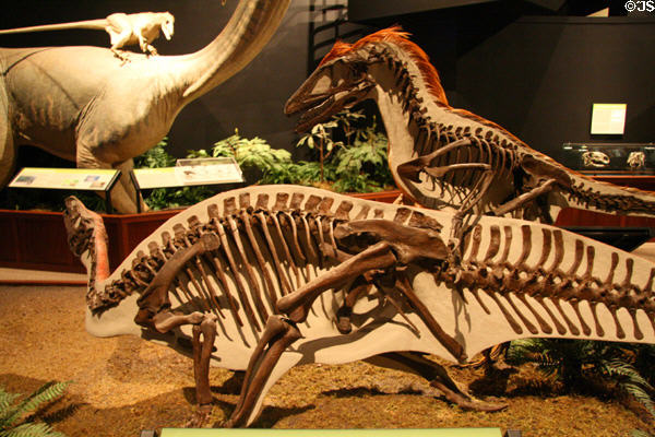 Sculpted bones of Deinonychus attacking Tenotosaurus at Museum of the Rockies. Bozeman, MT.