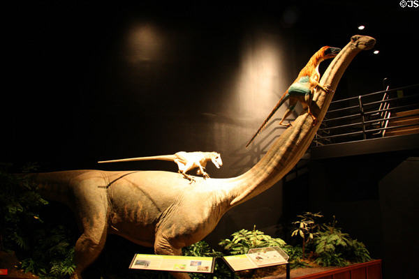 Sculpted Deinonychus antirrhopus attacking Sauropod at Museum of the Rockies. Bozeman, MT.