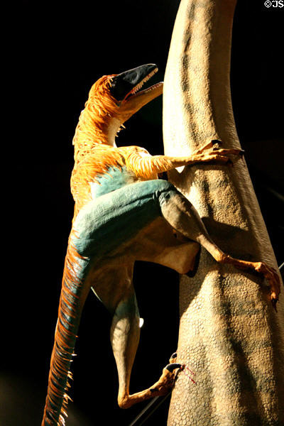 Male Deinonychus climbing Sauropod with claws at Museum of the Rockies as sculpted by Matt Smith & Tammy Payne Smith. Bozeman, MT.