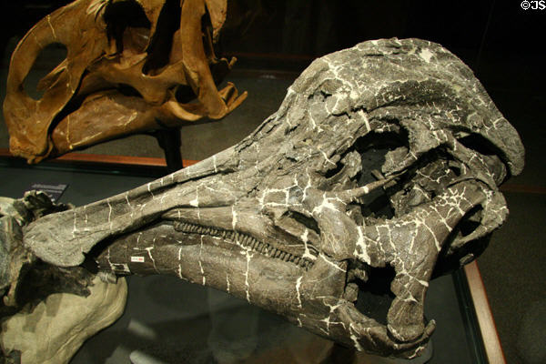 Hypacrosaurus stebineri skull at Museum of the Rockies. Bozeman, MT.