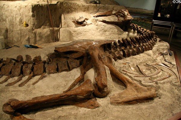 Tyrannosaurus rex skeleton from Late Cretaceous (68-65 MYA) at Museum of the Rockies. Bozeman, MT.