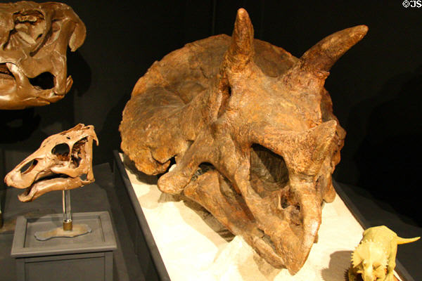 Adult Triceratops skull at Museum of the Rockies. Bozeman, MT.