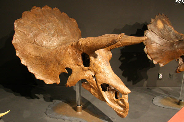 Subadult Triceratops skull at Museum of the Rockies. Bozeman, MT.