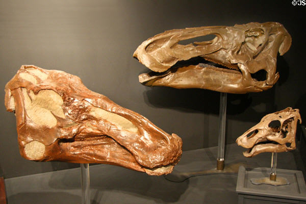 Edmontosaurus annectens, largest of duckbill dinosaurs, at Museum of the Rockies. Bozeman, MT.