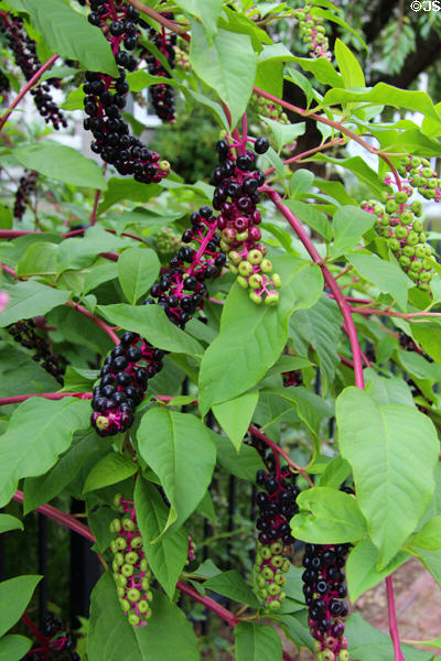 Fruiting plant with purple & green berries. Dover, NH.