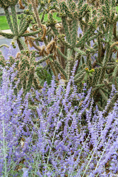 Cacti & Lavender in Santa Fe. Santa Fe, NM.