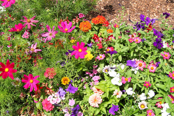 Flower garden on Canyon Road. Santa Fe, NM.