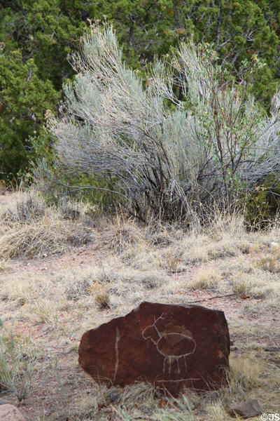 Brush & petroglyph of Museum Hill. Santa Fe, NM.