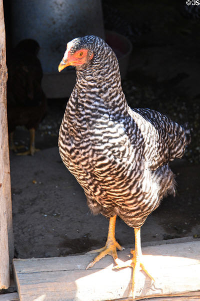 Chicken at Rancho de las Golondrinas. Santa Fe, NM.